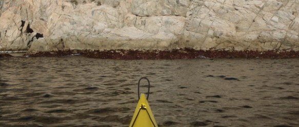 la franja d´algues, normalment submergida, es veu emergida en temps de minves