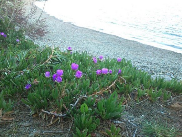 Carpobrotus a una platja del Cap de Creus