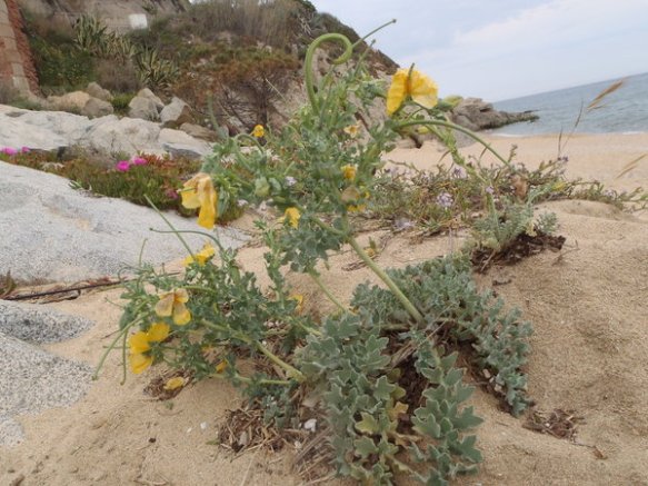 En primer terme, cascall amrí, al darrera rave de mar i més endarrera Carpobrotus creixent a la sorra