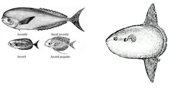 L´emperador (Luvarus imperialis) i el peix lluna (Mola mola) tenen una certa retirada 
