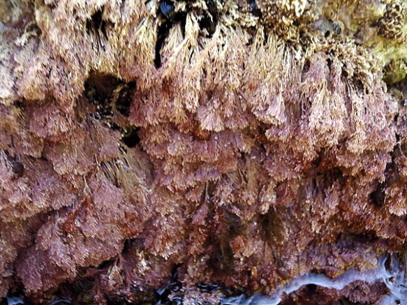 Corallina elongata indica una qualitat moderada 