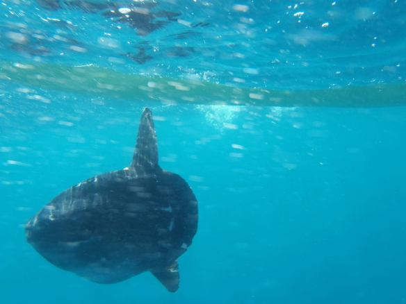 el bot es un peix molt poc hidrodinàmic. Foto: Marc Adroher