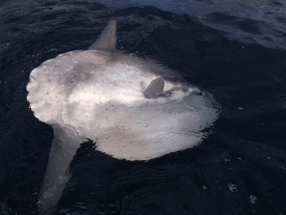 Sovint és fàcil observar als bots surant a flor d´aigua. Foto: Artur Antunez
