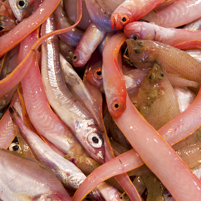 Allò que tenia menys sortida a la llotja formava part de la morralla. Avui, sota aquest nom ens referim a una barreja de peix "de poc valor"