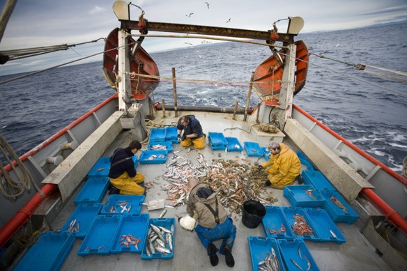 Triant el peix a coberta d´un quillat. Foto: Roger Rovira