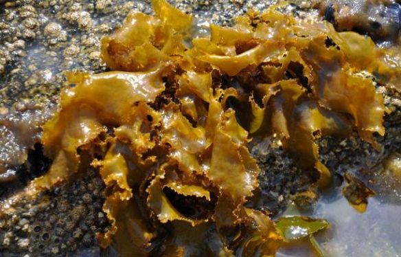 rissoella_verruculosa