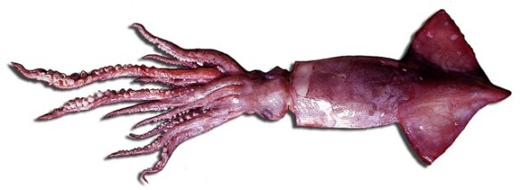 Todarodes_sagittatus