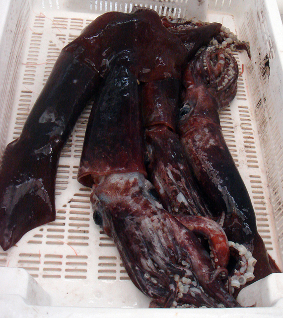 Todarodes_sagittatus_1