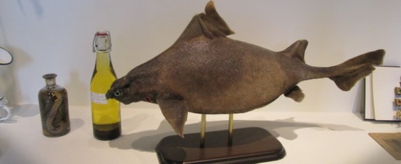 peix (museu d´historia de Sant Feliu)