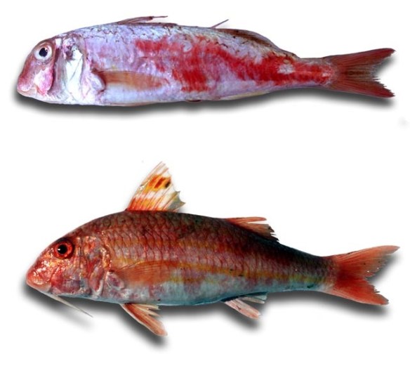 Nombre de archivo :DSCN0833.JPG Tamaño de archivo :648.1 KB (663675 Bytes) Fecha de la fotografía :0000/00/00 00:00:00 Tamaño de imagen :2048 x 1536 Resolución :72 x 72 ppp Número de bits :canal de 8 bits Atributo Protección :Desactivado Atributo Ocultar :Desactivado ID de la cámara :N/A Modelo :E995 Modo Calidad :NORMAL Modo Medición :Multipatrón Modo Exposición :Automático programado Flash :No Distancia focal :8.2 mm Velocidad del disparador :1/161.7segundo Abertura :F4.7 Compensación de exposición :0 EV Balance del blanco fijo :Automático Objetivo :Incorporado Modo de sincronización del flash :N/A Diferencia de exposición :N/A Programa flexible :N/A Sensibilidad :Auto Nitidez :Automático Modo Curva :N/A Modo Color :COLOR Compensación de tono :AUTOMÁTICO Latitud (GPS) :N/A Longitud (GPS) :N/A Altitud (GPS) :N/A