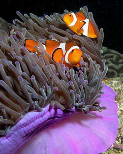 250px-Anemone_purple_anemonefish