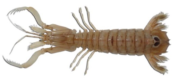 Squilla_mantis_Ictioterm