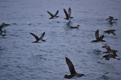 baldriga mediterrania al Cap de Creus. Grup NOA