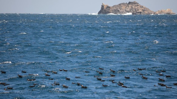 baldrigues-a-la-rata. Projecte Ninam