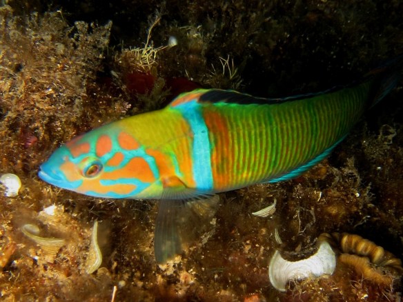Thalassoma_pavo_male