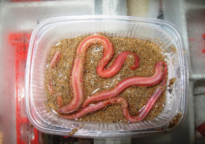 page-67c_ed_imagengaleria