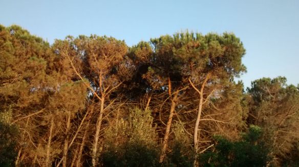 aspecte-parc-serralada-litoral-manel_1378672278_23972282_1000x561